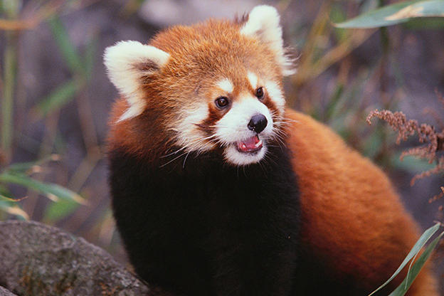 Red Panda